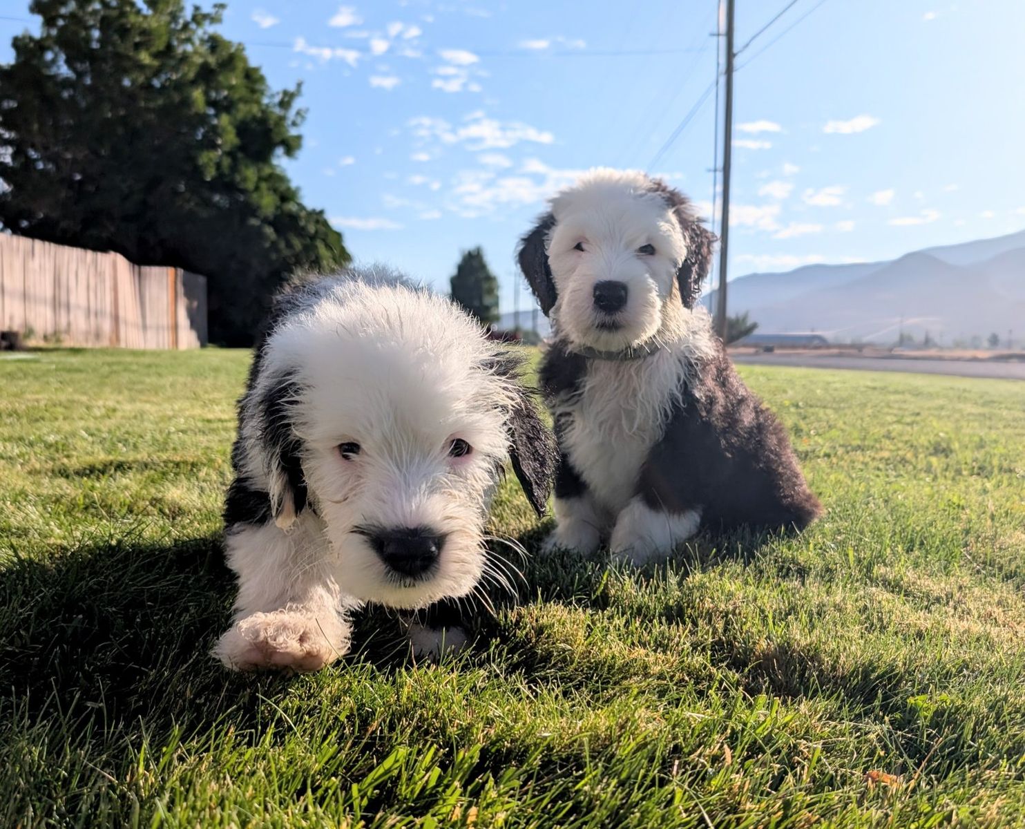 Old English Sheepdog puppies - 4 left!