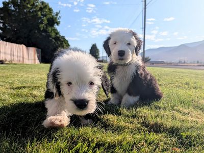 Old English Sheepdog puppies - 4 left!