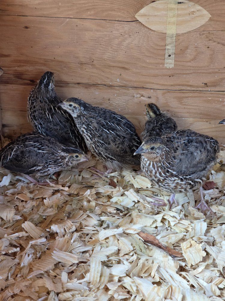 Female Coturnix Quail Chicks