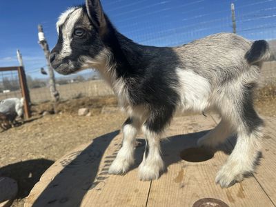 Nigerian Dwarf Buckling