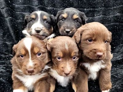 Full Breed Australian Shepherd Puppies