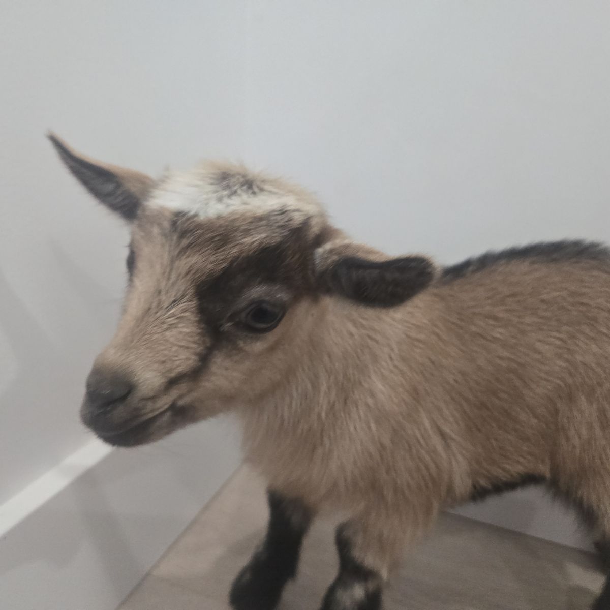 Nigerian Dwarf Goat Doeling – Ready July 30th
