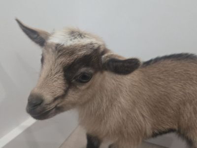 Nigerian Dwarf Goat Doeling – Ready July 30th