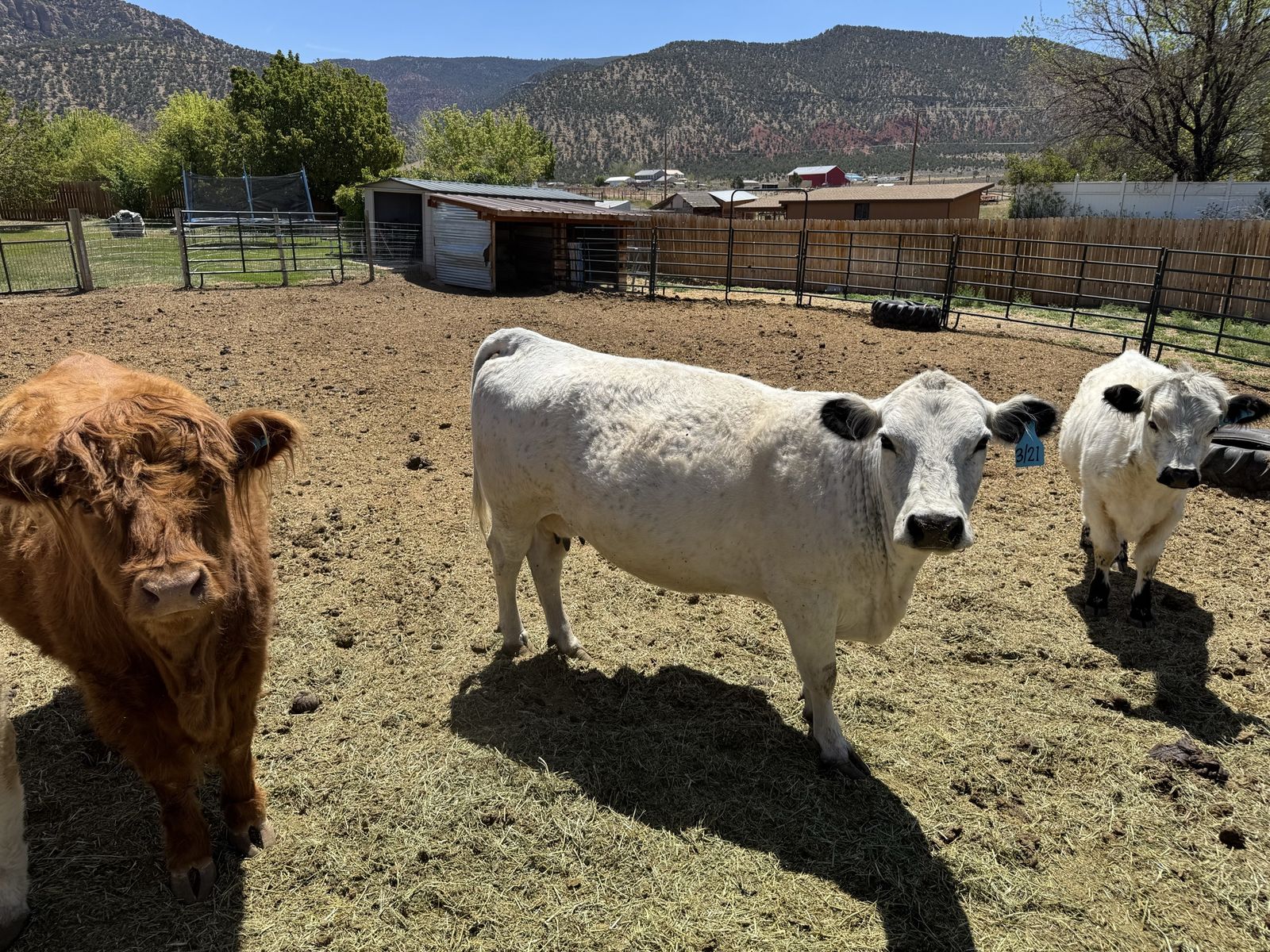 Wanted: Cattle lease