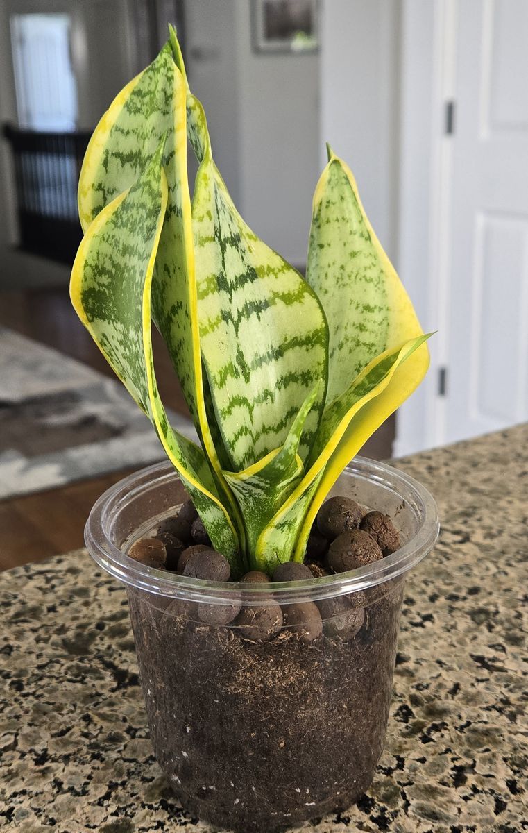 Sansevieria Trifasciata 'Twisted Sister'