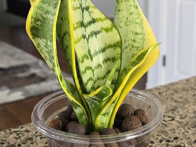 Sansevieria Trifasciata 'Twisted Sister'