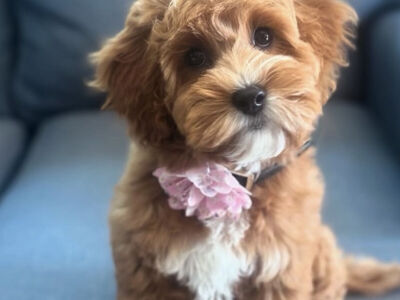 UPCOMING TOY GOLDENDOODLES FALL 2026