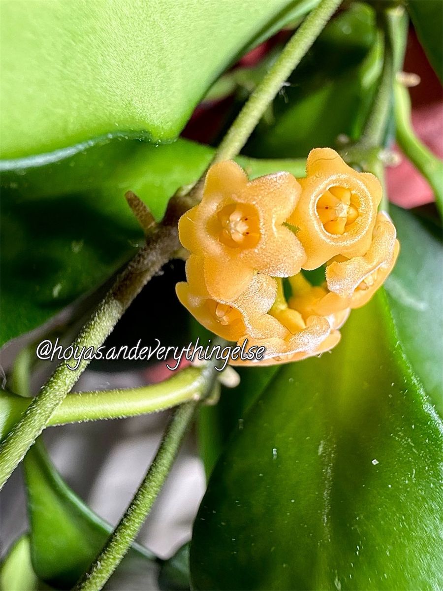 Hoya sp Samar 'Yellow Sapphire' (GN-003) - Plant
