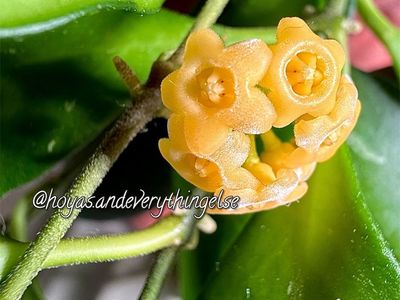 Hoya sp Samar 'Yellow Sapphire' (GN-003) - Plant