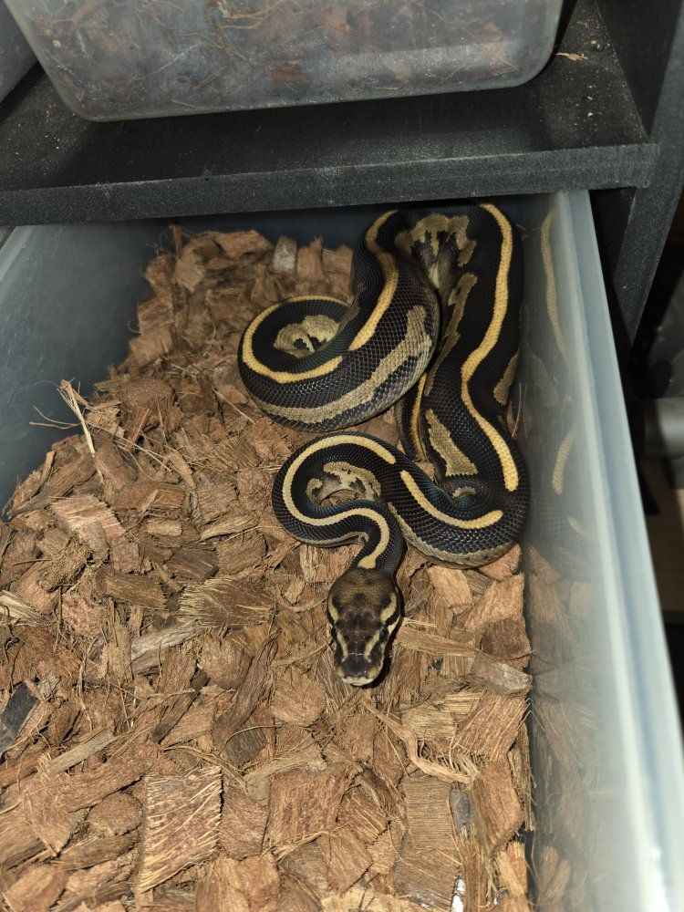Ball Python -  female Blackhead leopard fire
