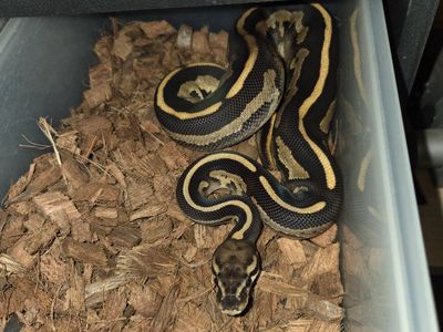 Ball Python - female Blackhead leopard fire
