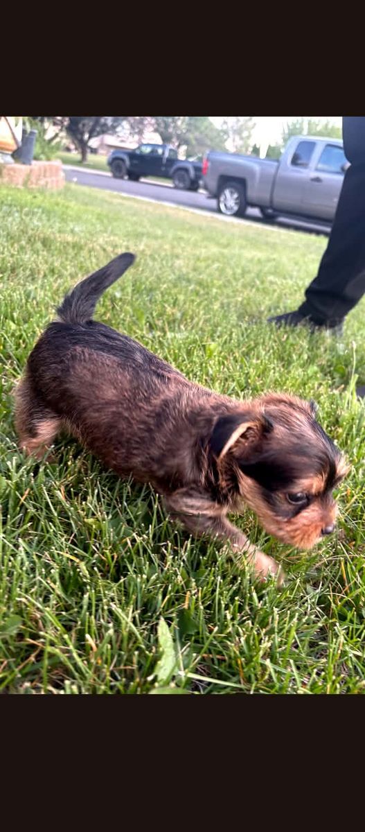 Yorkie puppy