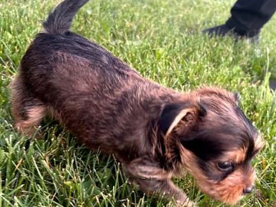 Yorkie puppy