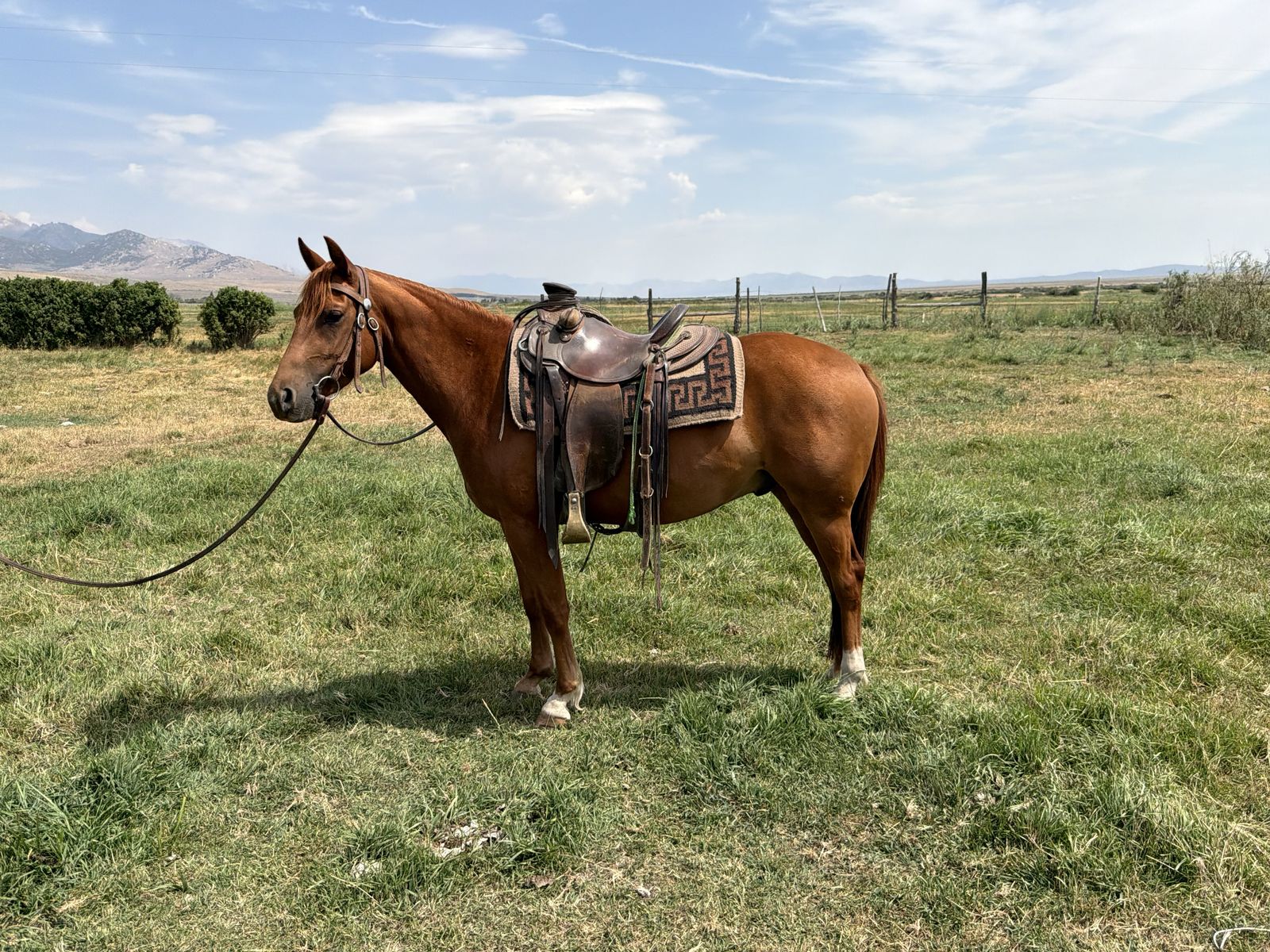 Horse for Sale
