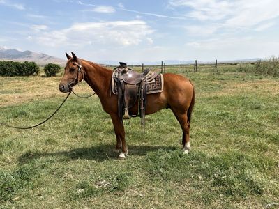 Horse for Sale
