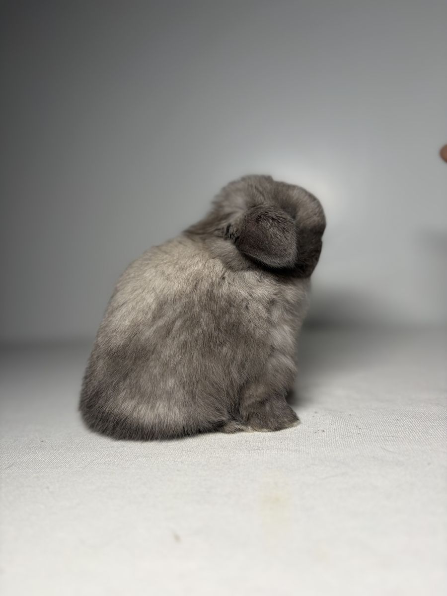 Holland Lop Buck