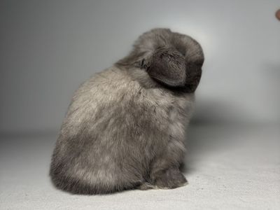 Holland Lop Buck