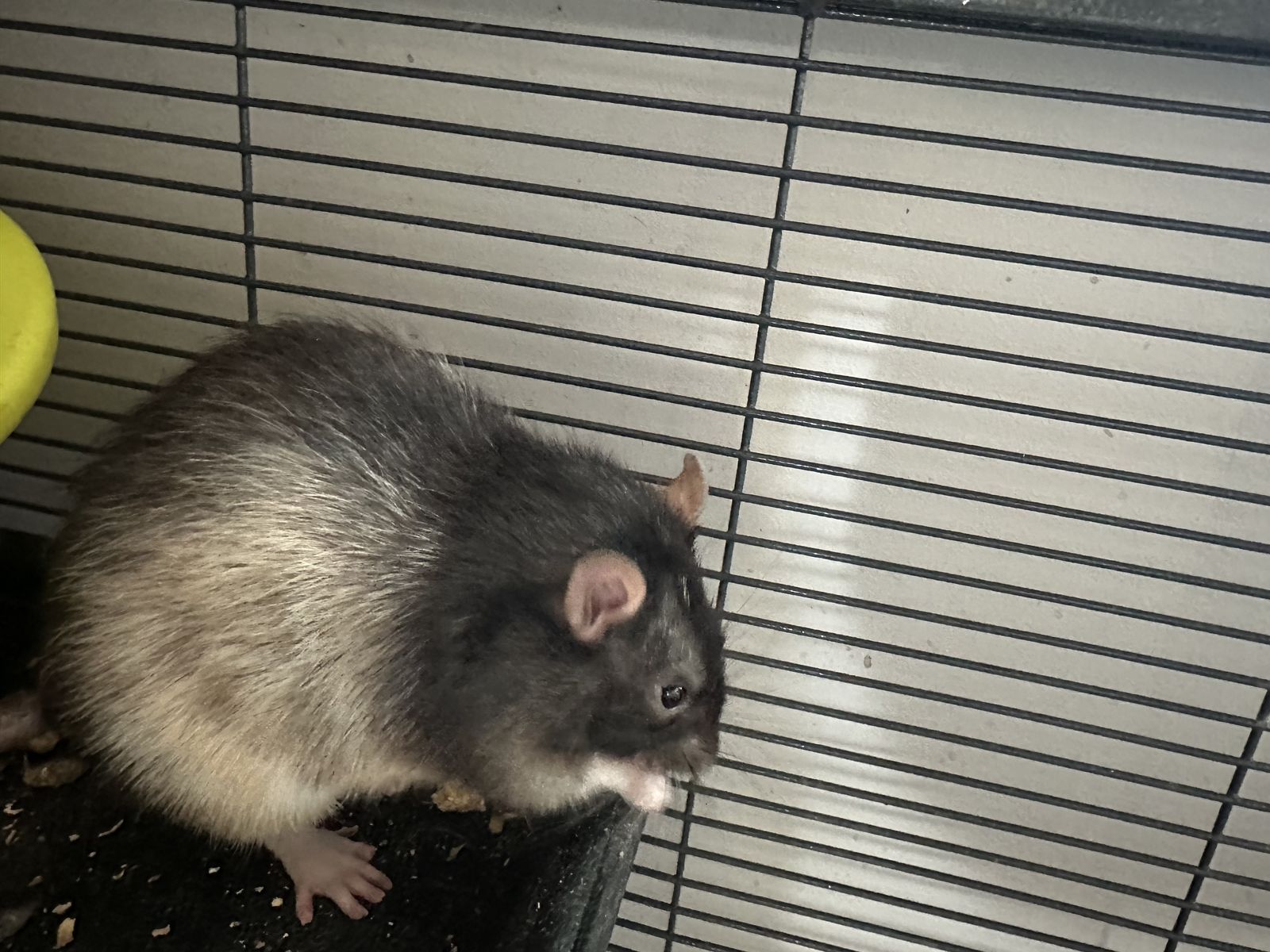 Four (4) pet rats with enclosure, plus all accessories and supplies