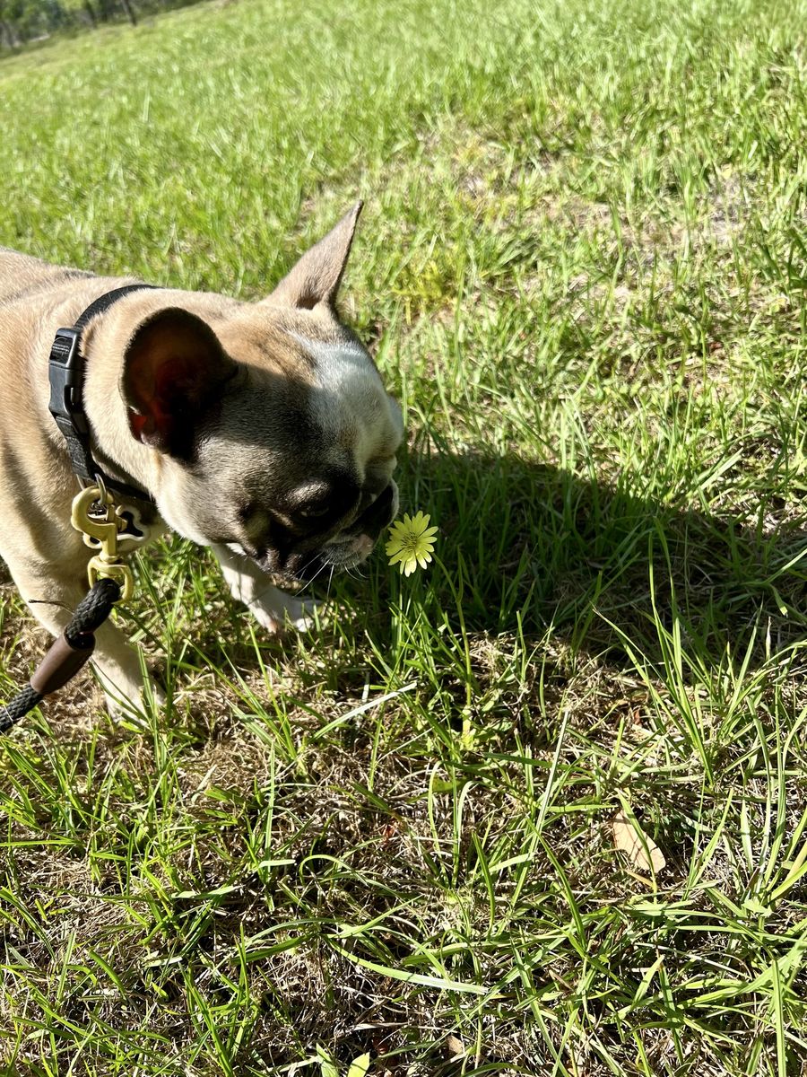 French Bulldog