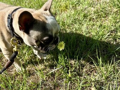 French Bulldog