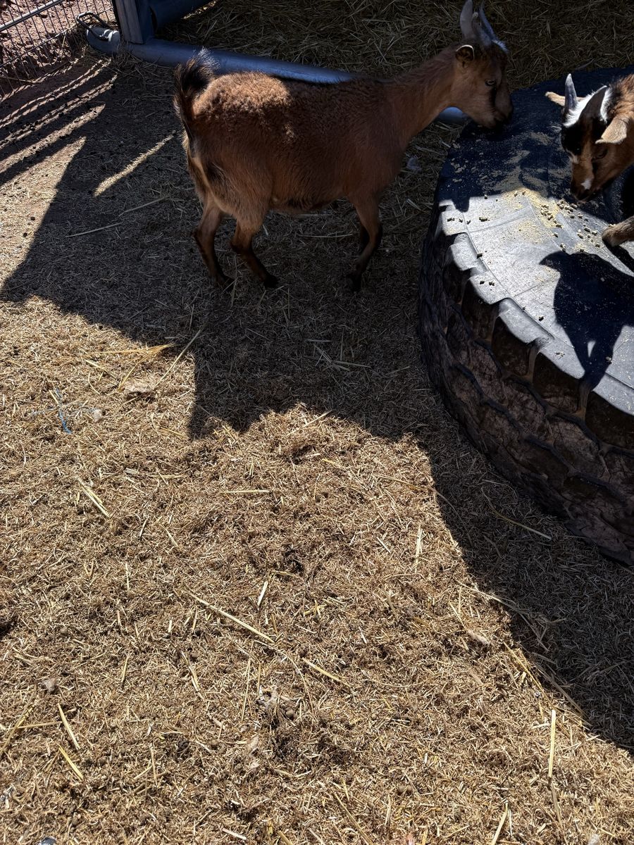 It Is A Pregnant fainting Goat