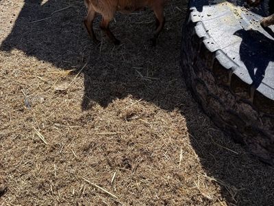 It Is A Pregnant fainting Goat