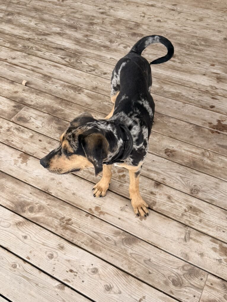 Free 4 Month Old Hound/Catahoula