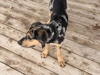 Free 4 Month Old Hound/Catahoula