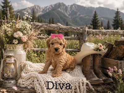 Adorable Mini- Medium Size Goldendoodle Puppies!