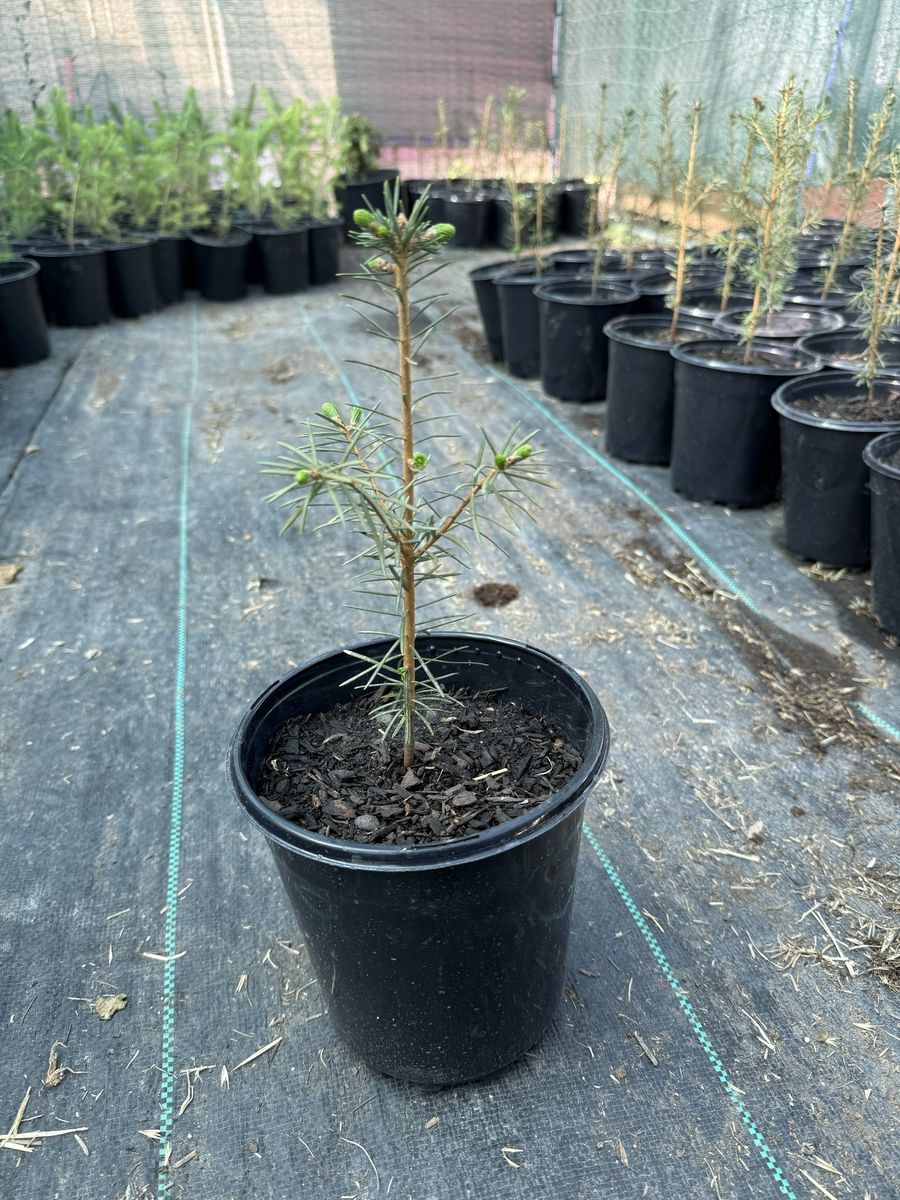 Canaan Fir Tree Seedlings 1 Gallon pot