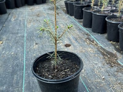 Canaan Fir Tree Seedlings 1 Gallon pot