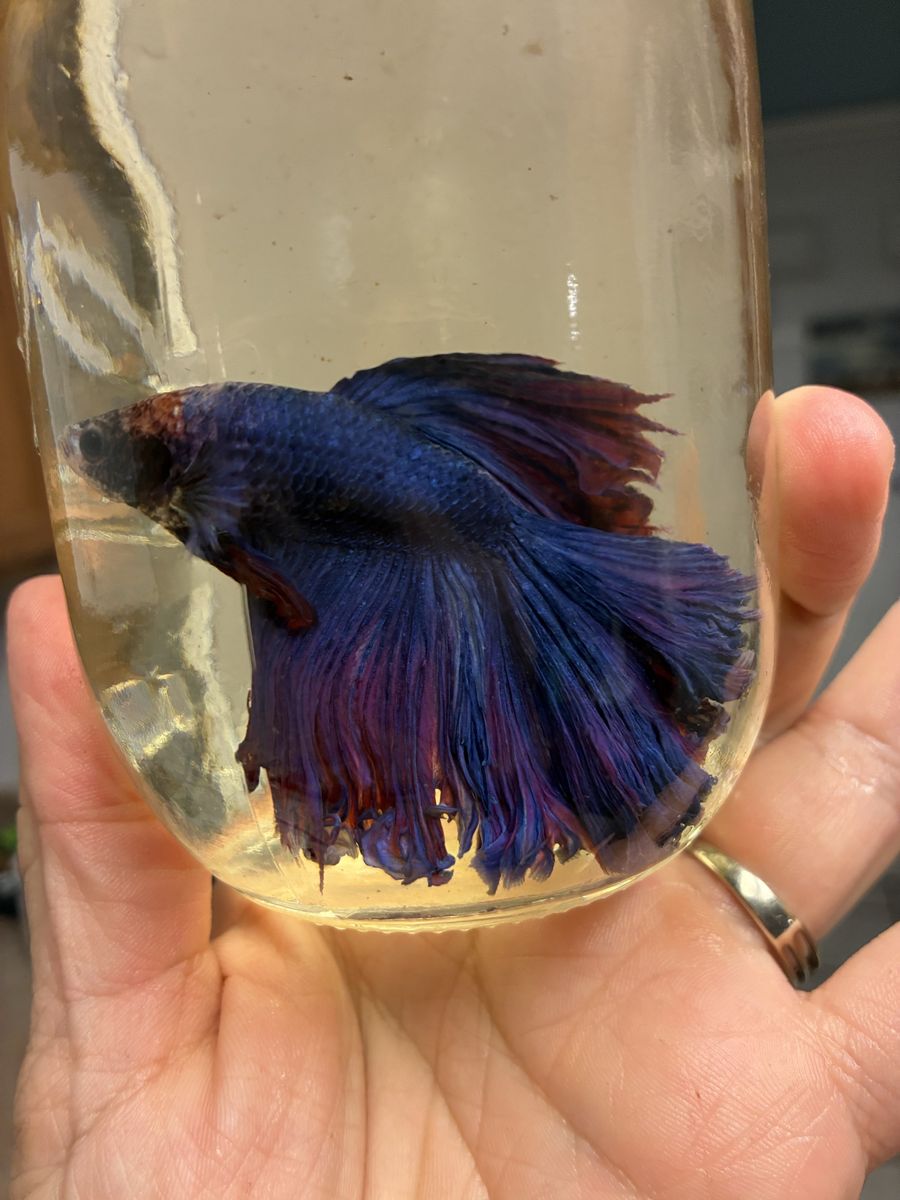Rose fin betta