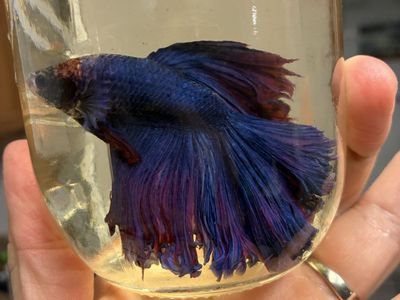 Rose fin betta
