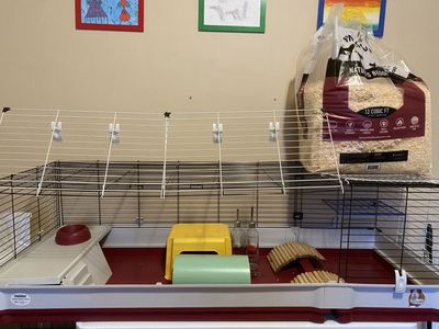 COMPLETE Setup For Guinea Pigs Or Small Rabbit