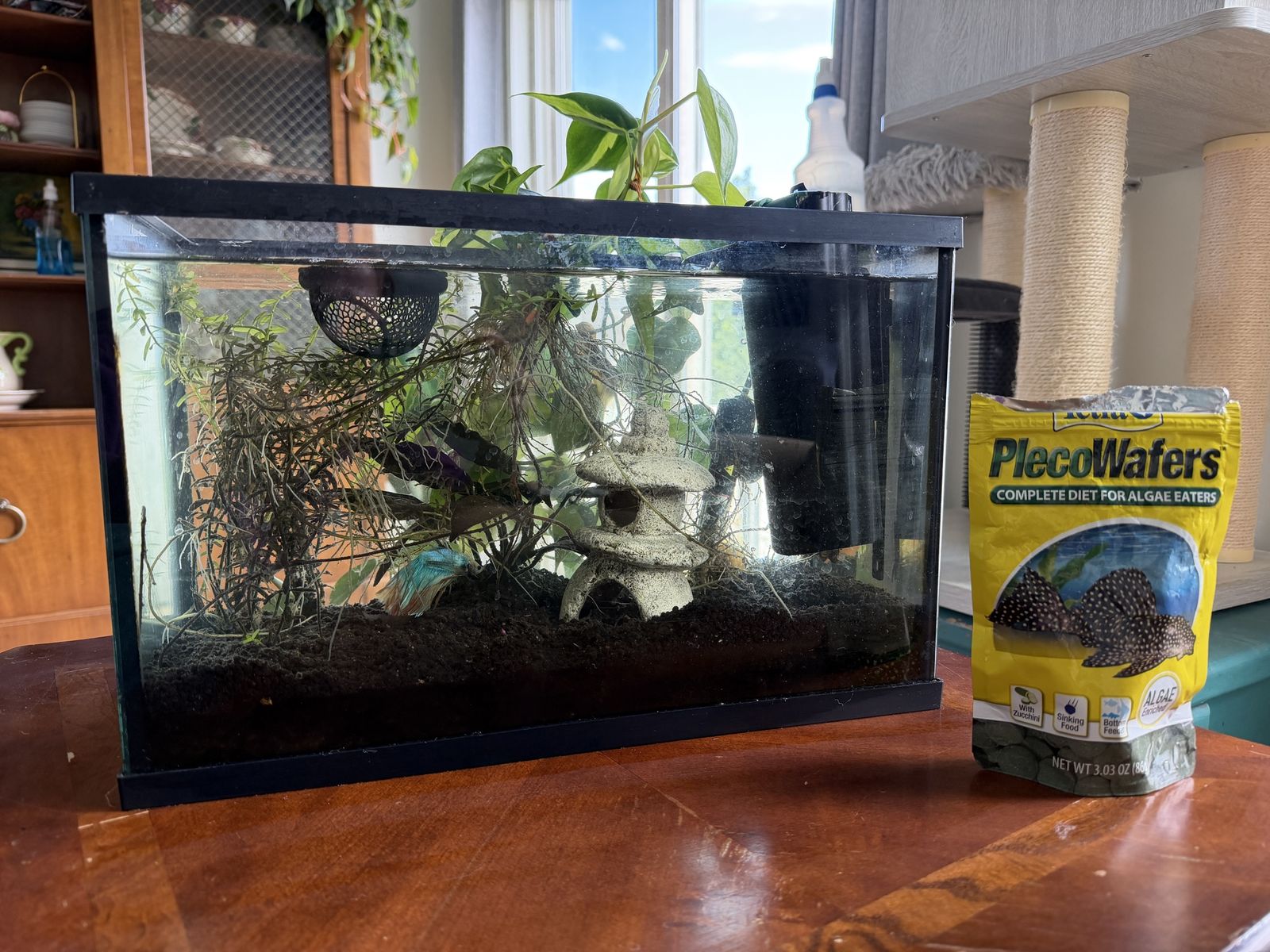 5 gallon tank with Beautiful Halfmoon Betta Fish - Vibrant Blue & Red Male. Comes with a gold Inca mystery snail and plants