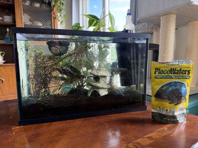 5 gallon tank with Beautiful Halfmoon Betta Fish - Vibrant Blue & Red Male. Comes with a gold Inca mystery snail and plants