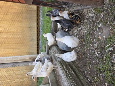 Silverrud Blue coop ready pullets