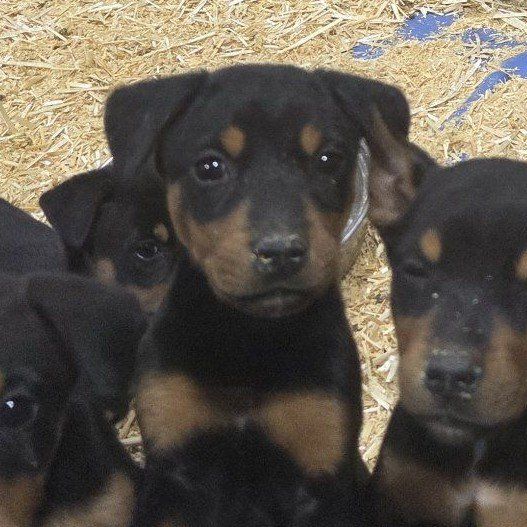 Doberman mix puppy-male