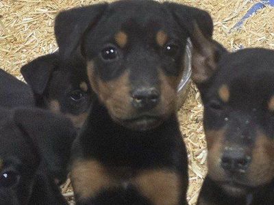Doberman mix puppy-male