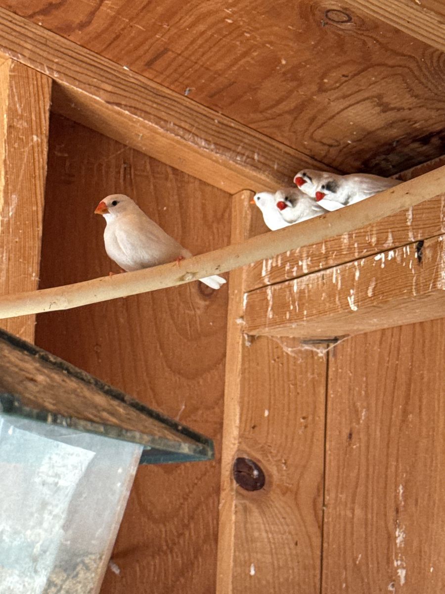 Zebra Finches