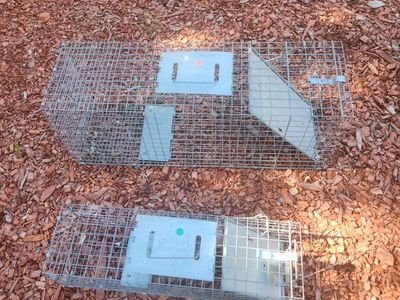large and small varsity traps