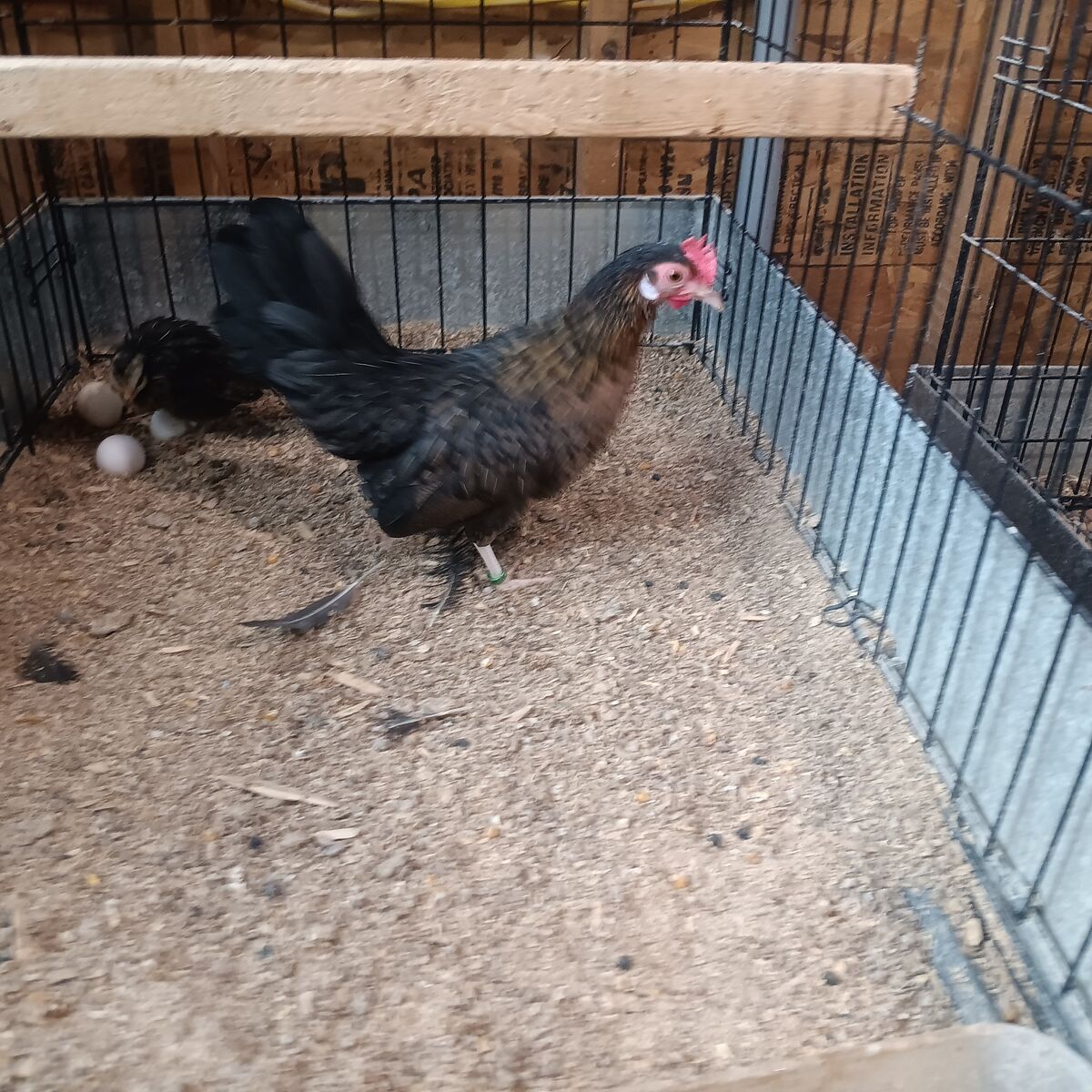Azteca got a really nice brown red azteca hen for sale