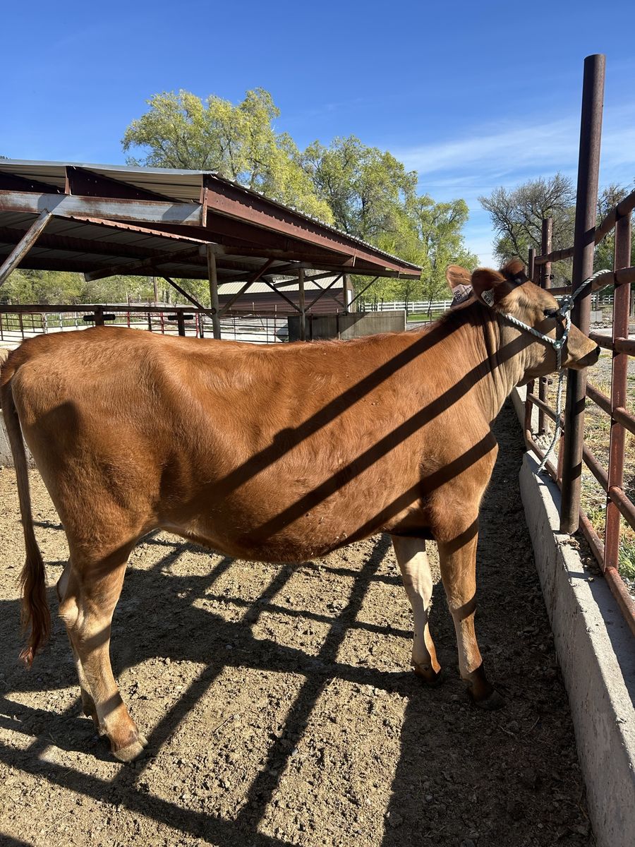 Pregnant A2A2 Jersey Heifer