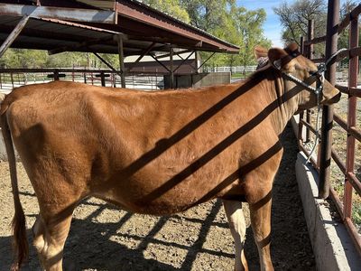 Pregnant A2A2 Jersey Heifer