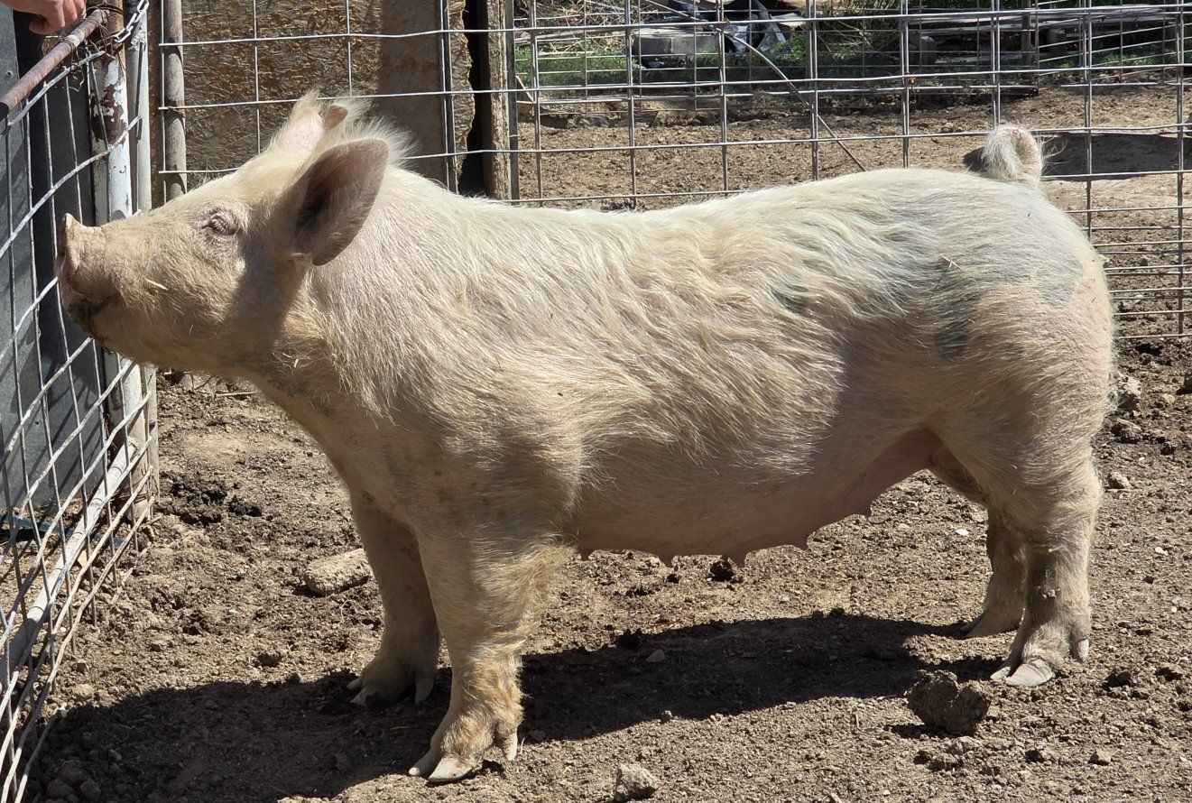 Pig (Breeding gilt/meat in your freezer)
