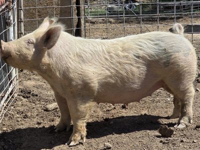 Pig (Breeding gilt/meat in your freezer)