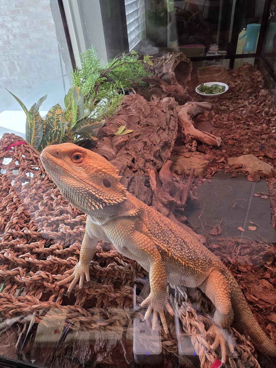 Bearded Dragon, enclosure, lights and supplies