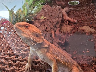 Bearded Dragon, enclosure, lights and supplies