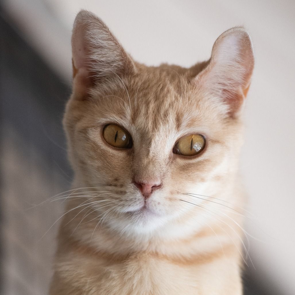 Hello my name is Peep