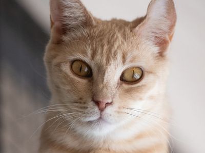 Hello my name is Peep